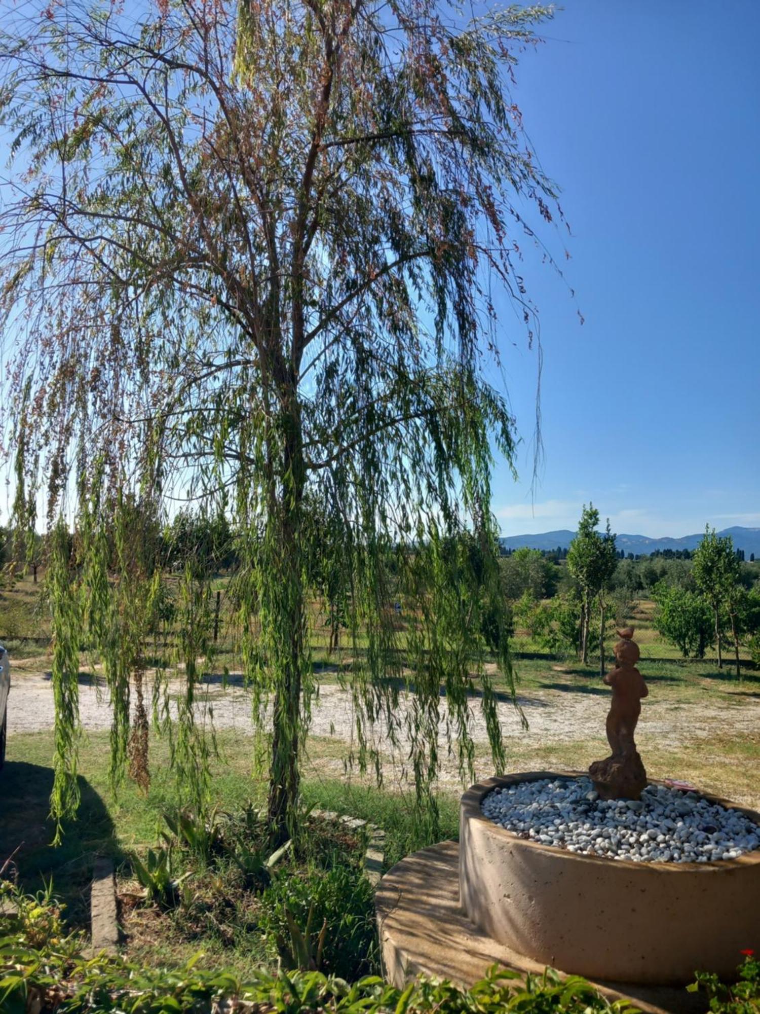 Azienda Agrituristica Le Betulle Riotorto Exteriör bild